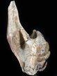 Hadrosaur Jaw Section With Three Teeth - Judith River Formation #50791-4
